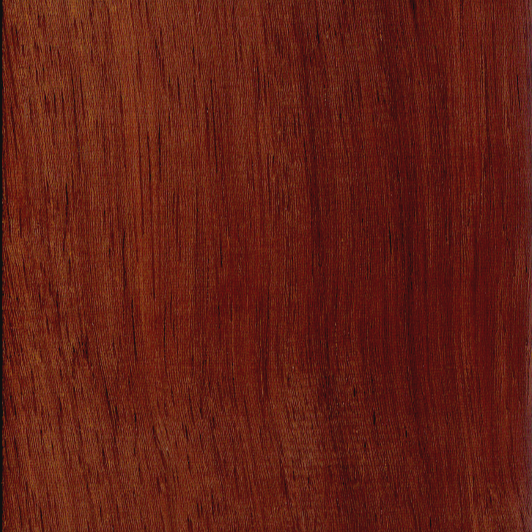 Angélique (Basralocus)